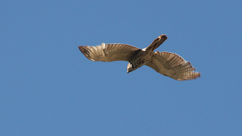 Gray Hawk in Patagonia-Sonoita Creek Preserve