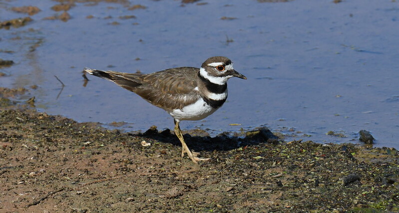 Killdeer in Riparian Preserve at Water Ranch