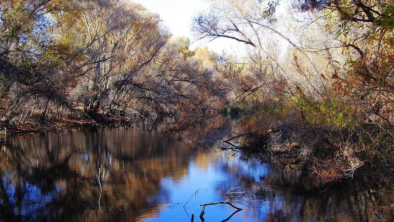 Palm Lake at Hassayampa River Preserve