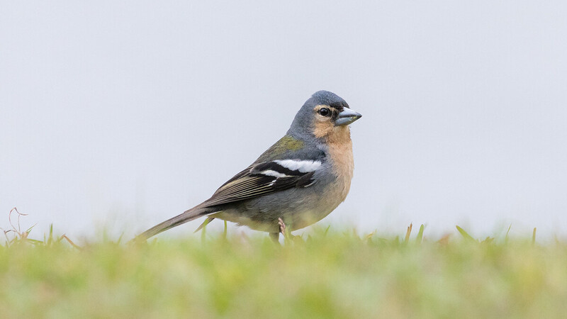 Azores Chaffinch (Fringilla moreletti)