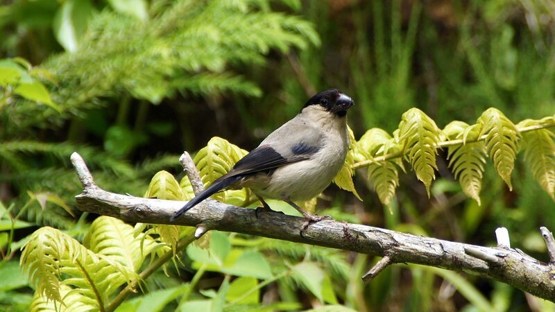 Azores bullfinch (Pyrrhula murina)