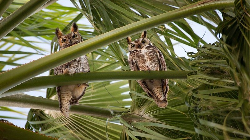 Great Horned Owls