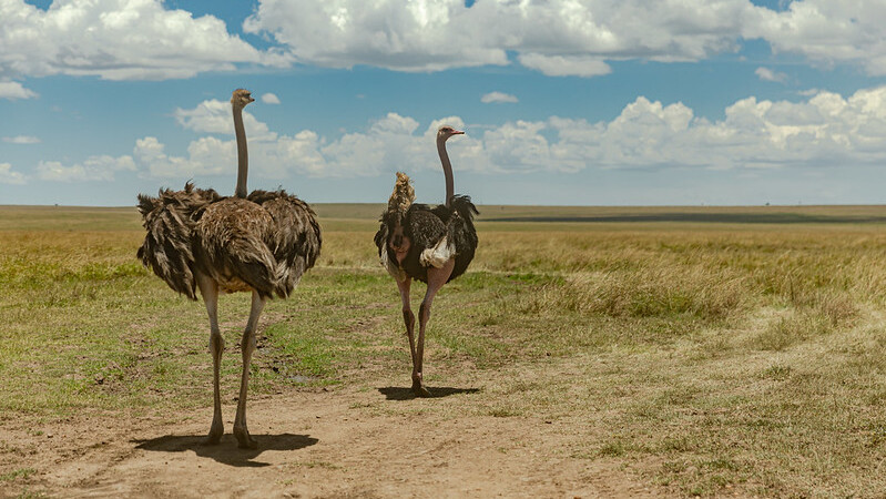 Ostriches in Maasai Mara