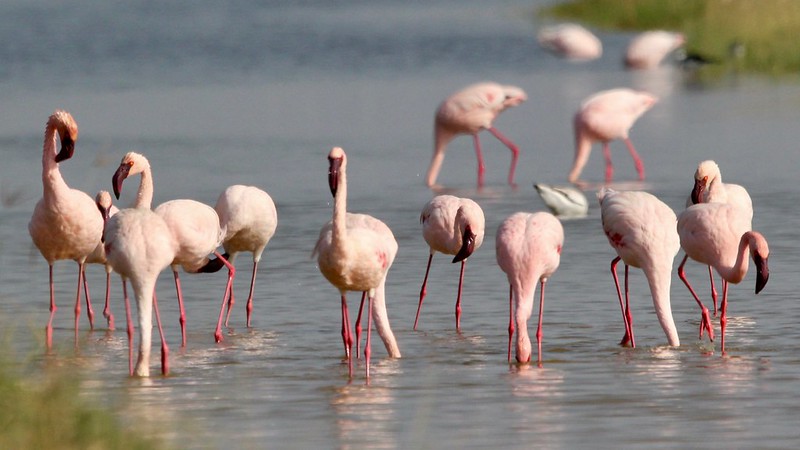 Pink flamingos in Lake Nakuru