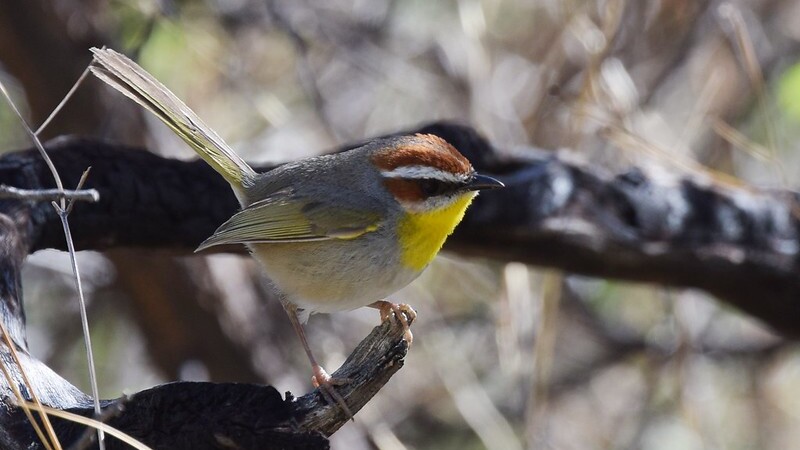 Rufous-capped Warbler