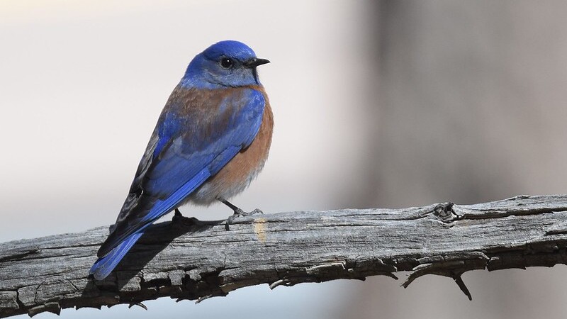 Western Bluebird, a bird you might see on Arizona birding tours