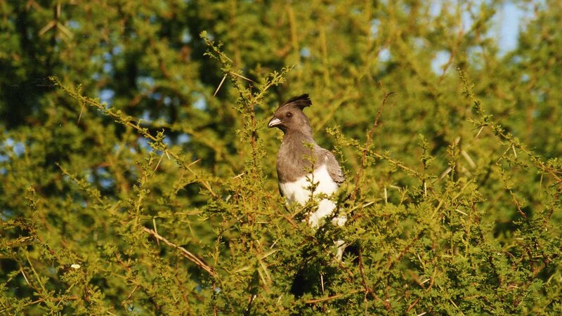 See the White-bellied Go-away-bird in Taita Hills during your birding tours in Kenya