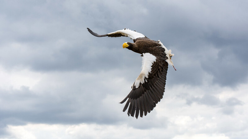 A Steller's sea eagle in flight