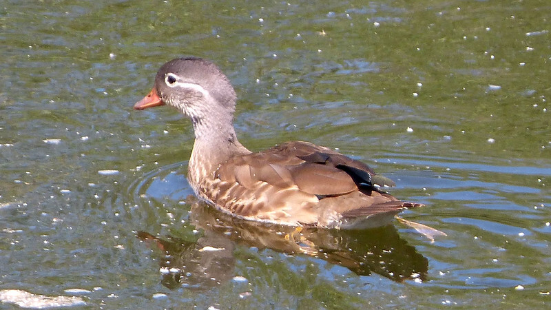 An eclipsed male mandarin duck