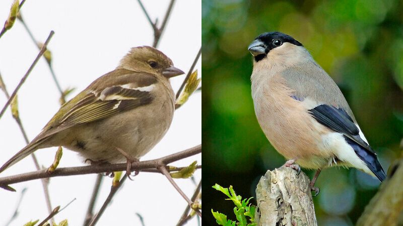 female bullfinch vs. chaffinch