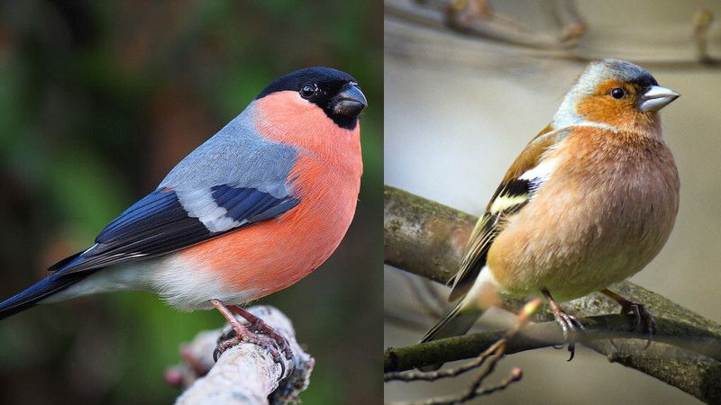 male bullfinch vs. chaffinch