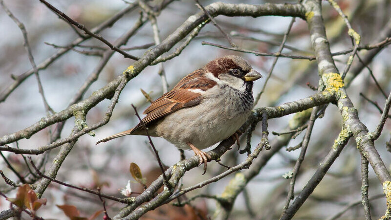 House sparrow (Passer domesticus)