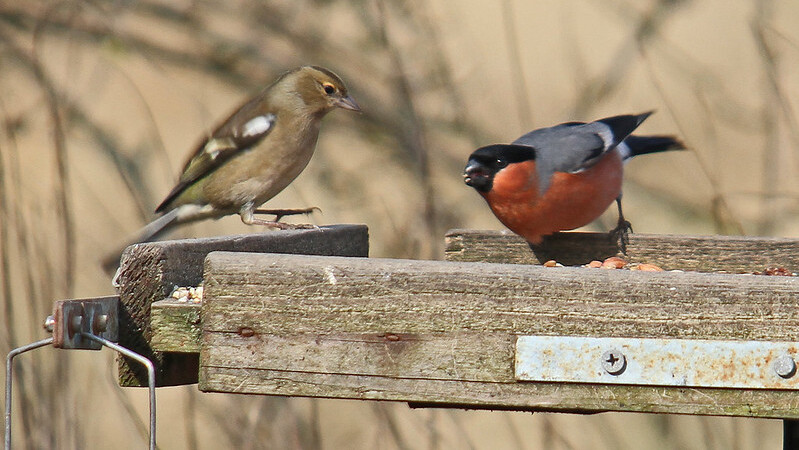 bullfinch vs. chaffinch