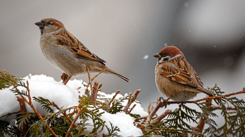 A House Sparrow and a Eurasian Tree Sparrow, two of the most common types of sparrows