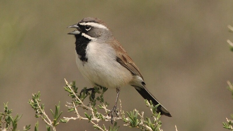 Black-throated Sparrow (Amphispiza bilineata)