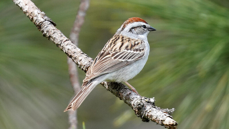 Chipping Sparrow (Spizella passerina)