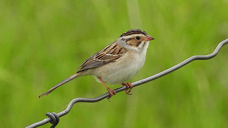 Clay-colored Sparrow (Spizella pallida)