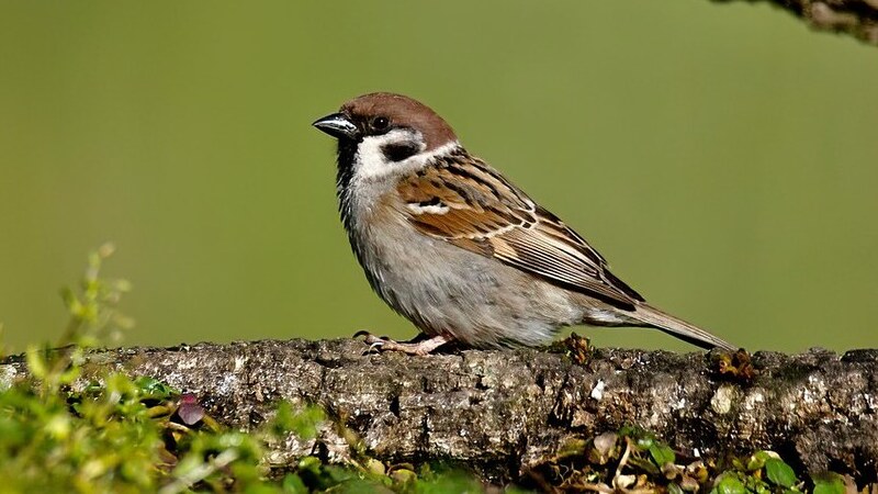 Eurasian Tree Sparrow (Passer montanus)