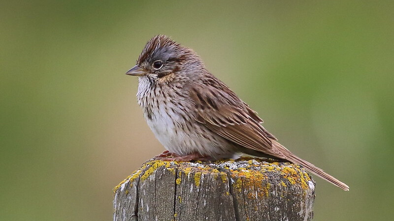 Lincoln's Sparrow (Melospiza lincolnii)