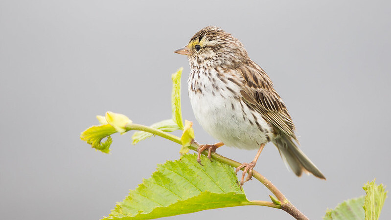 Savannah Sparrow (Passerculus sandwichensis)