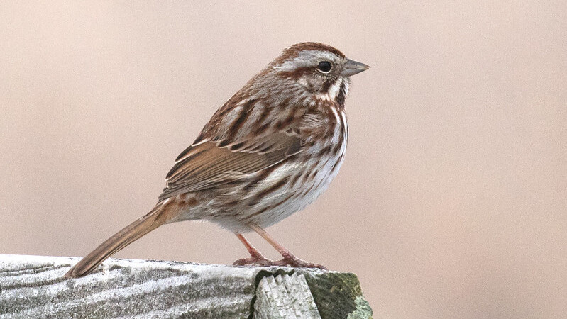 Song Sparrow (Melospiza melodia)