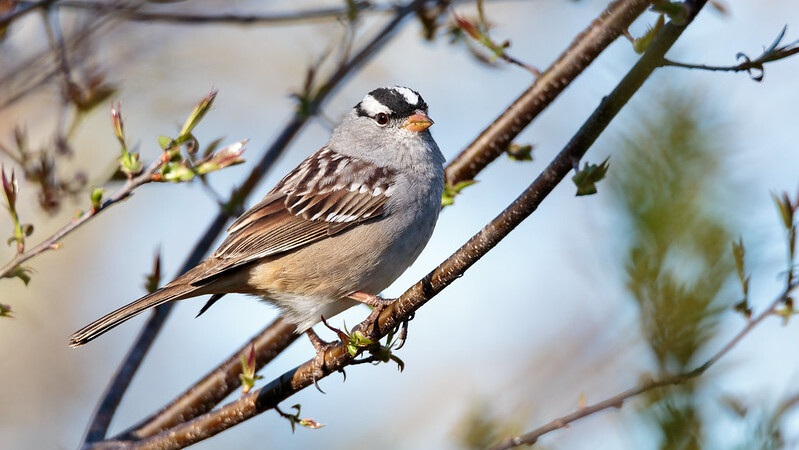 White-crowned Sparrow (Zonotrichia leucophrys)