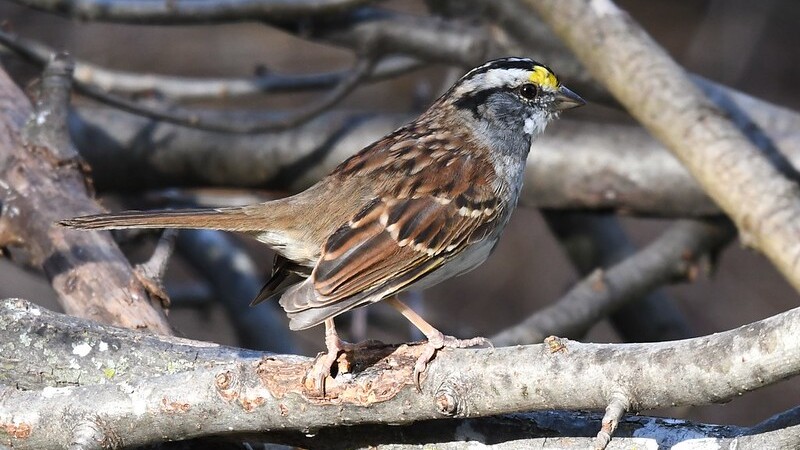 White-throated Sparrow (Zonotrichia albicollis)